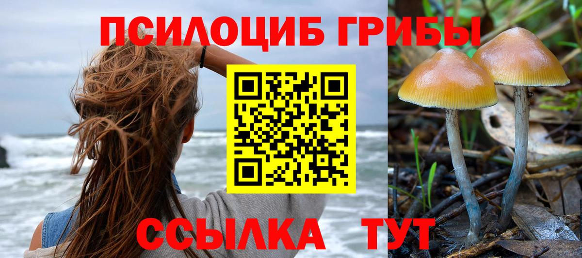 Псилоцибиновые грибы Psilocybe Кинель